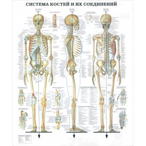 Стенд "Система костей и их соединений"