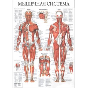 Плакат "Мышечная система"