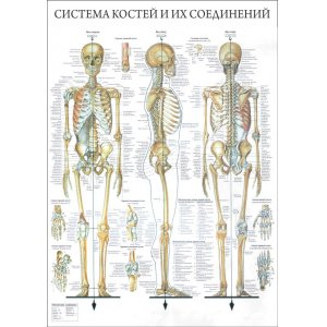Плакат "Система костей и их соединения"